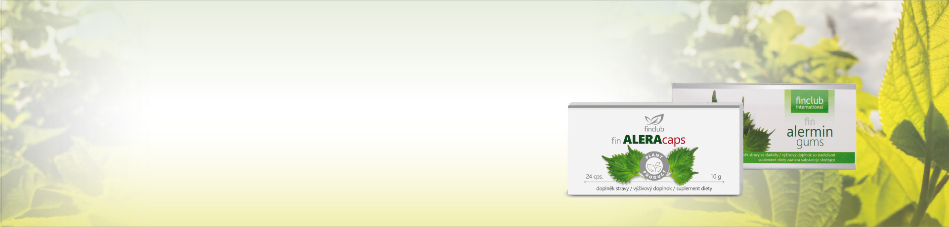 Extracto <b> de la albahaca japonesa </b> 